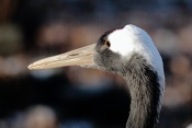 Jeřáb mandžuský (Grus japonensis). ZOO Brno