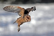 Sova pálená (Tyto alba) - Herálec (ČR)