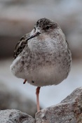 Jespák bojovný (Philomachus pugnax). ZOO Brno