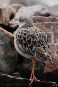 Jespák bojovný (Philomachus pugnax). ZOO Brno