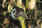 Emu hnědý (Dromaius novaehollandiae). ZOO Brno