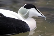 Kajka mořská (Somateria mollissima). ZOO Brno