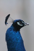 Páv korunkatý (Pavo cristatus). ZOO Brno