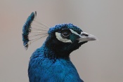 Páv korunkatý (Pavo cristatus). ZOO Brno