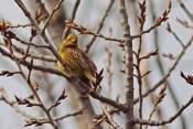 Strnad obecný (Emberiza citrinella). Novomlýnské nádrže, Pálava