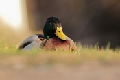Kachna divoká - březňačka (Anas platyrhynchos).
