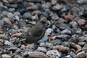 Zvonek zelený (Carduelis chloris). Benátky nad Jizerou