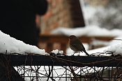Červenka obecná (Erithacus rubecula). Benátky nad Jizerou