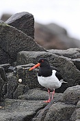 Ústřičník velký (Haematopus ostralegus)