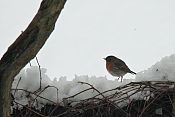 Červenka obecná (Erithacus rubecula). Benátky nad Jizerou