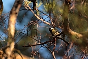 Sýkora koňadra (Parus major). Srnávka. Kuřim