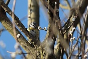 Sýkora modřinka (Cyanistes caeruleus). Srnávka. Kuřim