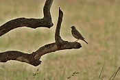Drozd zpěvný evropský (Turdus philomelos philomelos). Zámecký park Židlochovice