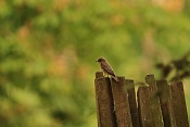 Lejsek šedý (Muscicapa striata). Zámecký park Židlochovice