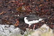 Ústřičník velký (Haematopus ostralegus)