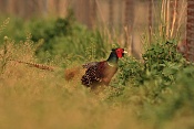 Bažant obecný (Phasianus colchicus). Zámecký park Židlochovice