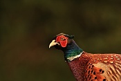 Bažant obecný (Phasianus colchicus). Zámecký park Židlochovice