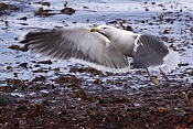 Racek mořský (Larus marinus)