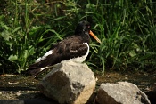 Ústřičník velký (Heamatopus ostralegus). ZOO Brno
