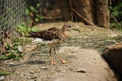 Jespák bojovný (Philomachus pugnax). ZOO Brno