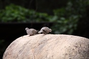 Hrdlička zahradní (Streptopelia decaocto). ZOO Brno