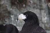 Orel východní (Haliaeetus pelagicus). ZOO Brno