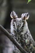 Kalous ušatý (Asio otus). ZOO Brno