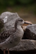 Jespák bojovný (Philomachus pugnax). ZOO Brno