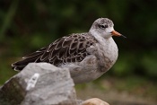 Jespák bojovný (Philomachus pugnax). ZOO Brno