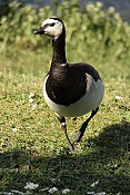 Berneška bělolící (Branta leucopsis)