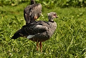Čája obojková (Chauna torquata) . ZOO Zlín