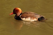 Zrzohlávka rudozobá (Netta rufina) . ZOO Zlín