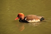 Zrzohlávka rudozobá (Netta rufina) . ZOO Zlín