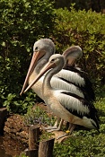 Pelikán australský (Pelecanus conspicillatus) . ZOO Zlín