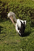 Pelikán australský (Pelecanus conspicillatus) . ZOO Zlín