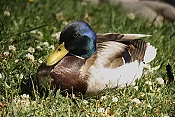 Kachna divoká (Anas platyrhychos)