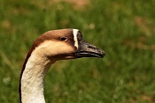 Husa labutí (Anser cygnoides) . ZOO Zlín
