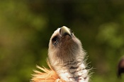 Sup himalájský (Gyps himalayensis) . ZOO Zlín