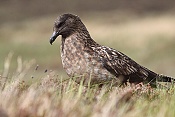 Chaluha velká (Stercorarius skua)