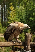 Sup himalájský (Gyps himalayensis) . ZOO Zlín