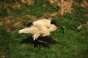 Ibis posvátný (Threskiornis aethiopicus) . ZOO Zlín