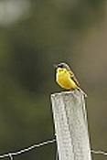 Konipas horský (Motacilla cinerea)
