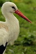 Čáp bílý (Ciconia ciconia). ZOO Hodonín