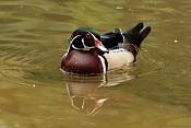 Kachnička karolinská(Aix sponsa) . ZOO Hodonín
