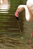 Plameňák růžový (Phoenicopterus rubes roseus) . ZOO Hodonín