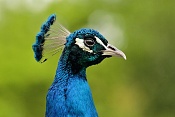 Páv korunkatý (Pavo cristatus) . ZOO Hodonín