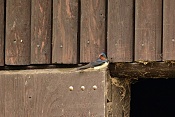 Vlaštovka obecná (Hirundo rustica) . ZOO Hodonín