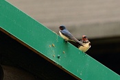 Vlaštovka obecná (Hirundo rustica) . ZOO Hodonín