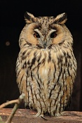 Kalous ušatý (Asio otus) . ZOO Hodonín