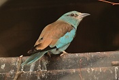 Mandelík hajní (Coracias garrulus) . ZOO Hodonín